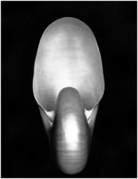 Edward Weston, Shell (I S), 1927