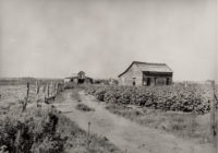 Dorothea Lange, Small Cotton Farm, US 62, Oklahoma, 1938