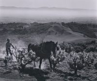 Ansel Adams, Paul Masson Vineyards, 1959