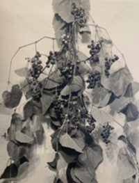 Anonymous, Grapes Apart, with Leaves, c1915