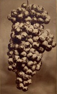 Anonymous, Grapes, c1900s