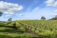 Lisa Rani Horn, Duhig Road, Napa, California, 2016