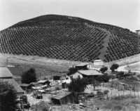 Edward Weston, Vineyard, Prunedale Cutoff, 1933