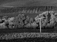 Jim Banks, Vineyard and Fan, Napa Valley, California, 2019