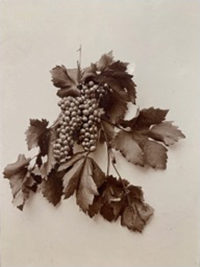 J. H. Bratt, Leaves and Grapes, 1894