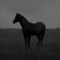 Jock McDonald, Horse, 2010