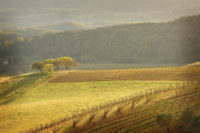 Lisa Rani Horn, Nelligan Road, Sonoma Valley, 2008