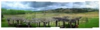 Les Boschke, Navarro Vineyards, Philo, California, 2008