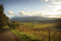 Lisa Rani Horn, Kenwood, California, 2008