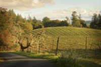 Lisa Rani Horn, Highway 12, Sonoma Valley, 2016