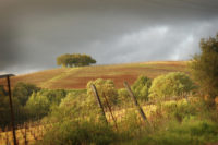 Lisa Rani Horn, Lower Nelligan Road, Sonoma Valley, 2008