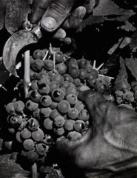 Max Yavno, Hands Cutting Grapes, c1950