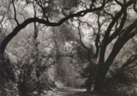 Margaretta Mitchell, Live Oaks Intertwined, 1963