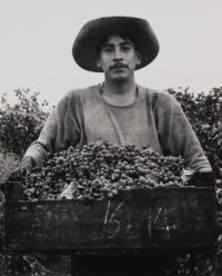 Pirkle Jones, Grape Picker, Berryessa Valley, California, 1956