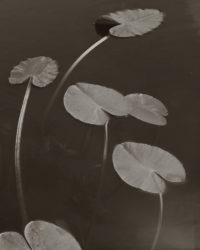 Koichiro Kurita, Floating Leaves, 1998