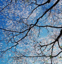 Christopher Burkett, White Dogwood Canopy, Kentucky, 2000