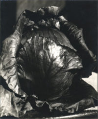 Cabbage, 1939