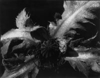 Poppy Leaves and Seedpod, 1938