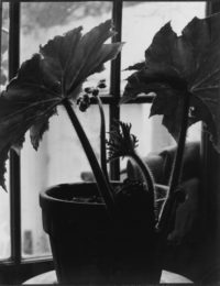 Rex Begonia in Bloom, c1938