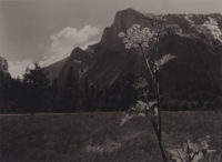 Ansel Adams, Half Dome with Anise Plant in Foreground, c1935