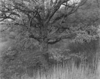 George Tice, Oak Tree, Holmdel, New Jersey, 1970