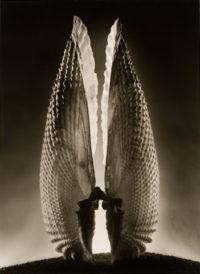 Ruth Bernhard, Angel Wings, 1943