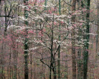 Christopher Burkett, Pink and White Dogwoods, Kentucky, 1991Christopher Burkett, Pink and White Dogwoods, Kentucky, 1991