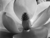 Imogen Cunningham, Magnolia Blossom, 1925