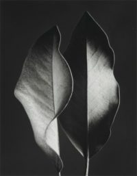 Ruth Bernhard, Two Leaves, 1952