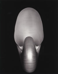 Edward Weston, Shell (1S), 1927, printed 1980s by Cole Weston
