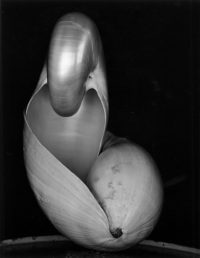 Edward Weston, Two Shells, 1927, printed later by Cole Weston