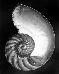 Edward Weston, Chambered Nautilus, 1927, printed later by Cole Weston