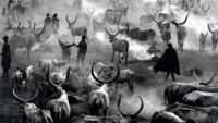 Dinka Cattle of Kei, Southern Sudan, 2006