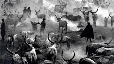Sebastiao Salgado, Dinka Cattle of Kei, Southern Sudan, 2006