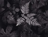 Ansel Adams, Leaves, Mt. Rainier National Park, Washington, 1942