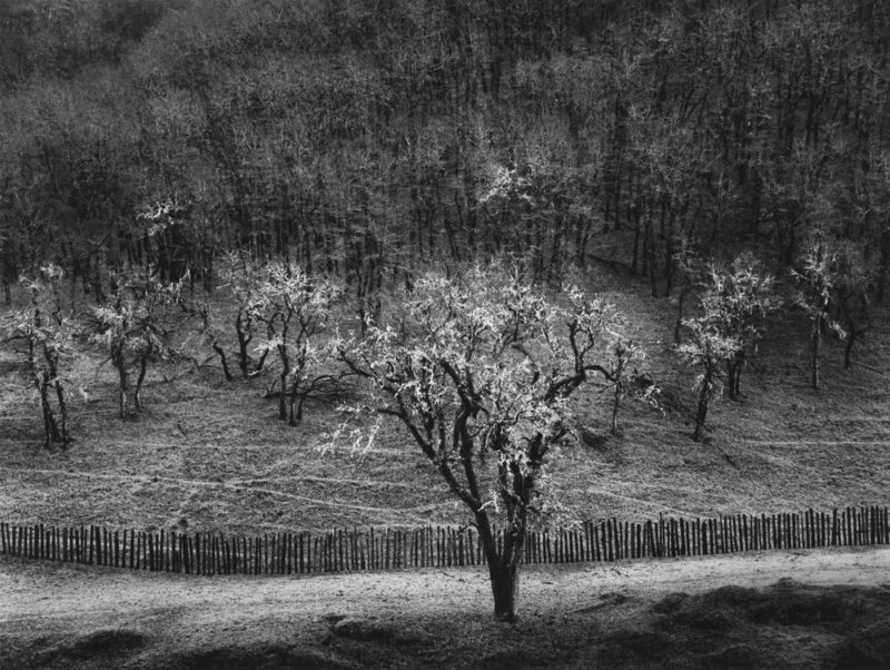 Ansel Adams, Oak Tree, Rain, Sonoma County, CA, 1960