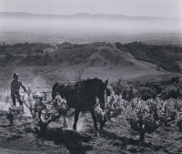 Ansel Adams, Paul Masson Vineyards, 1959