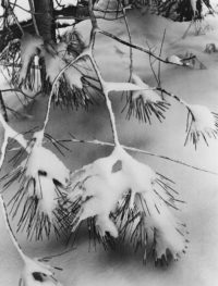 Ansel Adams, Pine Branches in Snow, c1932