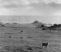 Ansel Adams, Sheep Grazing at Timber Cove, California, 1959