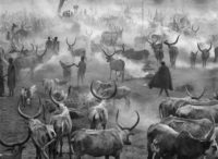 Sebastiao Salgado, Dinka Cattle of Kei, Southern Sudan, 2006