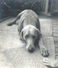 Imogen Cunningham, 'Quiet' (Vivo), 1955