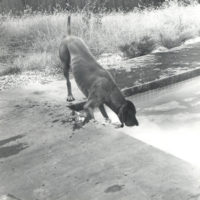 Imogen Cunningham, 'It's 105º in Nevada City' (Reddog), c. 1965