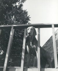 Imogen Cunningham, 'Who's out there?' (Reddog), c. 1965
