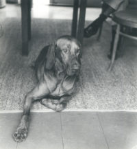 Imogen Cunningham, 'I'm waiting' (Reddog), c. 1965