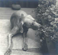 Imogen Cunningham, 'A scent of ivy' (Vivo), 1955