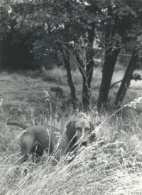 Imogen Cunningham, 'Stalking a prey' (Reddog), c. 1965