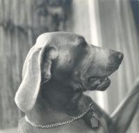 Imogen Cunningham, 'A loving posture' (Vivo), 1955