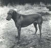 Imogen Cunningham, 'All of Reddog' (Reddog), c. 1965