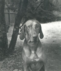 Imogen Cunningham, 'Well? What now?' (Reddog), c. 1965