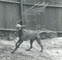 Imogen Cunningham, 'A stick for the stalk' (Reddog), c. 1965